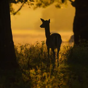 RF- Fallow deer (Dama dama) doe at sunrise during rut, Deer Park, Holkham, Norfolk, UK, October