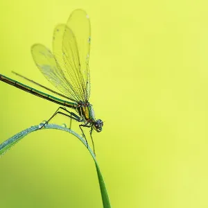 RF - Female Banded demoiselle damselfly (Calopteryx splendens) roosting among grasses. Cornwall, UK. July. (This image may be licensed either as rights managed or royalty free) RF - Female Banded demoiselle damselfly (Calopteryx splendens) roosting among grasses. Cornwall, UK. July. (This image may be licensed either as rights managed or royalty free)