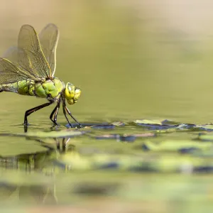 RF - Female emperor dragonfly (Anax imperator) laying eggs on garden pond, Broxwater, Cornwall, UK