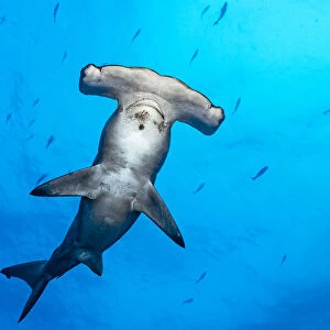 RF - Female Scalloped hammerhead shark (Sphyrna lewini) surrounded by Pacific creolefish (Paranthias colonus), Wolf Island, Galapagos National Park, Galapagos Islands, Pacific Ocean. Critically endangered