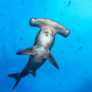Print of a Female Scalloped Hammerhead Shark surrounded by Fish
