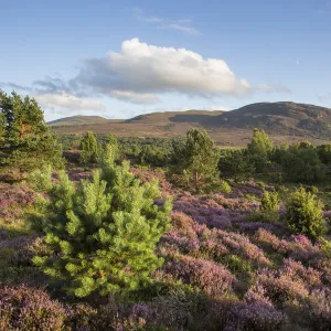 RF - Flowering heather moor and scattered pine and birch, Tulloch Moor, Cairngorms National Park