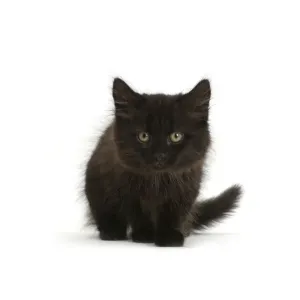 Fluffy black kitten print Fluffy black kitten print