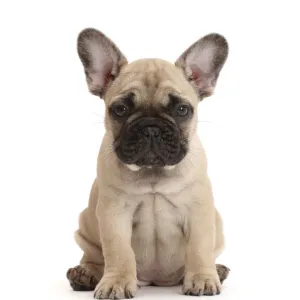 RF - French bulldog puppy, 7 weeks, sitting