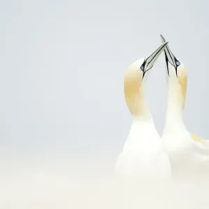RF Gannets Displaying Print, Great Saltee Island, Ireland RF Gannets Displaying Print, Great Saltee Island, Ireland