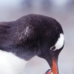 RF- Gentoo Penguin (Pygoscelis papua) chick begging parent for food, Antarctica