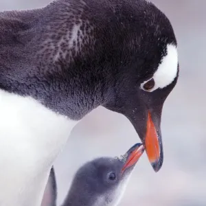 Gentoo Penguin Chick Print Gentoo Penguin Chick Print