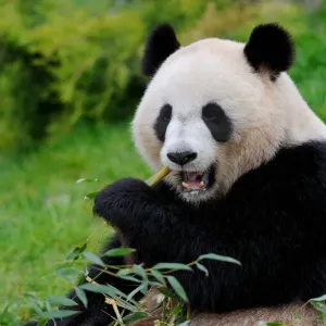 RF - Oso panda (Ailuropoda melanoleuca) comiendo bambú. Zoológico de Beauval, Francia. RF - Oso panda (Ailuropoda melanoleuca) comiendo bambú. Zoológico de Beauval, Francia.
