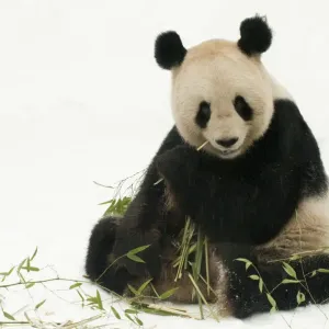 RF- Oso panda (Ailuropoda melanoleuca) alimentándose de bambú en la nieve. Nacido en cautiverio en 2000. RF- Oso panda (Ailuropoda melanoleuca) alimentándose de bambú en la nieve. Nacido en cautiverio en 2000.