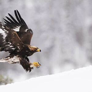 RF- Golden eagle (Aquila chrysaetos) landing in snow, Flatanger, Norway. November