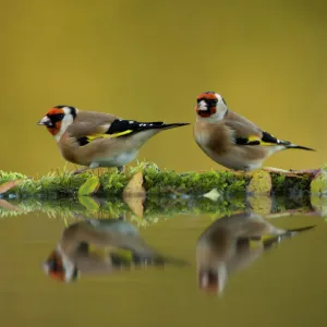 RF- Goldfinch (Carduelis carduelis) reflected in pool, Worcestershire. November