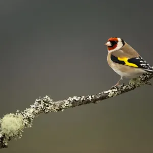 RF- Goldfinch (Carduelis carduelis) perched on branch. Worcestershire, UK. February RF- Goldfinch (Carduelis carduelis) perched on branch. Worcestershire, UK. February