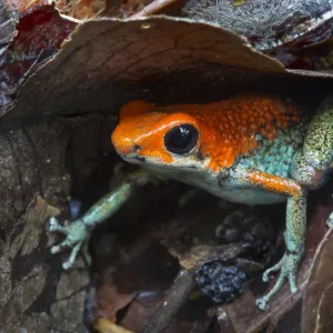 RF Granular Poison Frog Print RF Granular Poison Frog Print