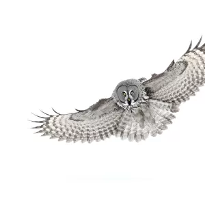 RF- Great grey owl (Strix nebulosa) in flight, Finland, March