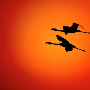 RF- Two Greater flamingos (Phoenicopterus ruber) flying across sunset sky, Namibia