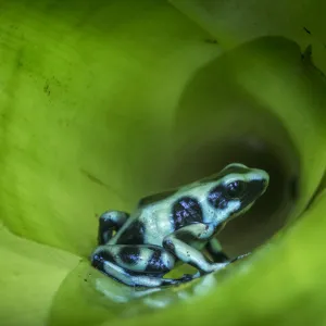 RF - Green-and-Black Poison Dart Frog (Dendrobates auratus) inside bromiliad. Boca Tapada