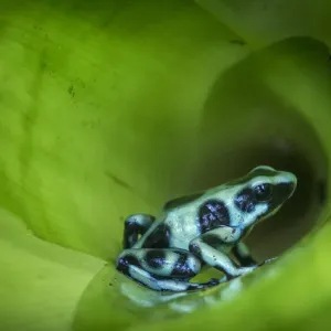 RF Print of Green-and-Black Poison Dart Frog inside Bromeliad RF Print of Green-and-Black Poison Dart Frog inside Bromeliad