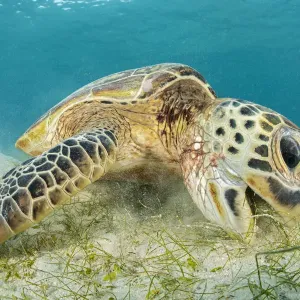 Green Sea Turtle Print Green Sea Turtle Print