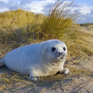 RF- Grey Seal Pup Print RF- Grey Seal Pup Print