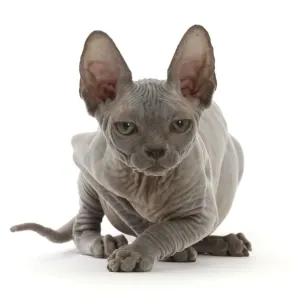 Grey Sphynx kitten portrait print Grey Sphynx kitten portrait print