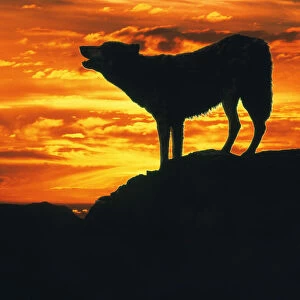 RF- Grey Wolf (Canis lupus) howling at sunset (digitally enhanced)
