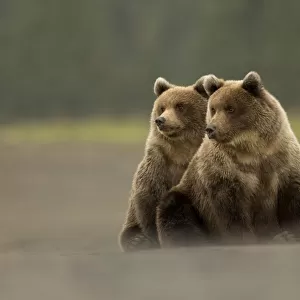 RF - Two Grizzly bears (Ursus arctos) Lake Clark National Park, Alaska, September
