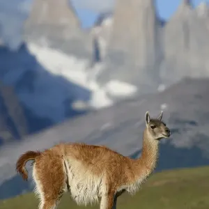 RF - Guanaco (Lama guanicoe) in piedi davanti alle torri di montagna del Paine. RF - Guanaco (Lama guanicoe) in piedi davanti alle torri di montagna del Paine.