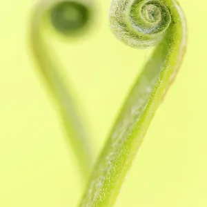 RF - Harts tongue fern leaf unfurling print RF - Harts tongue fern leaf unfurling print