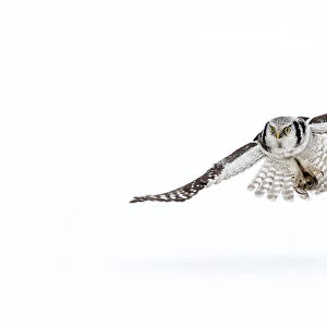 RF- Hawk owl (Surnia ulula) in flight, Finland. March