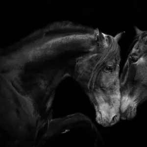 RF - Head portrait of black Andalusian mare and stallion meeting for the first time in