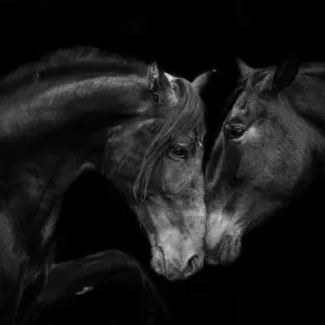 Black Andalusian Mare and Stallion Print Black Andalusian Mare and Stallion Print