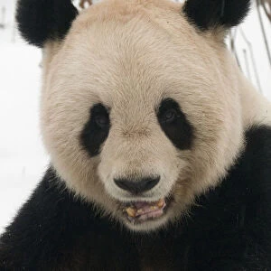 RF- Head portrait of Giant panda (Ailuropoda melanoleuca) chewing on bamboo in snow