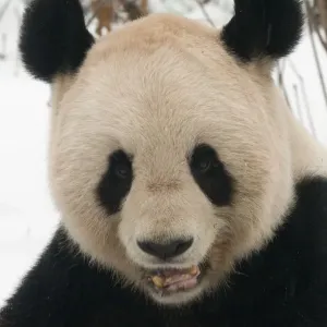 RF- Head portrait of Giant panda (Ailuropoda melanoleuca) chewing on bamboo in snow RF- Head portrait of Giant panda (Ailuropoda melanoleuca) chewing on bamboo in snow