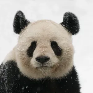 RF - Retrato de cabeza del panda gigante (Ailuropoda melanoleuca) cubierto de nieve, cautivo. RF - Retrato de cabeza del panda gigante (Ailuropoda melanoleuca) cubierto de nieve, cautivo.