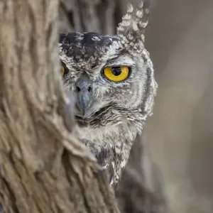 RF - Portrait de tête d'une hibou des savanes (Bubo africanus), Parc transfrontalier du Kgalagadi. RF - Portrait de tête d'une hibou des savanes (Bubo africanus), Parc transfrontalier du Kgalagadi.