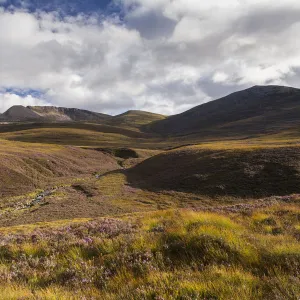 RF - Heather moorland in the foothills of the Cairngorm mountains, Scotland, UK. August