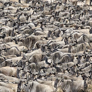 RF - Herds of White-bearded wildebeest (Connochaetes taurinus albojubatus
