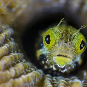 RF - High magnification photo of Secretary blenny (Acanthemblemaria maria