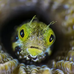 RF - High magnification photo of Secretary blenny (Acanthemblemaria maria RF - High magnification photo of Secretary blenny (Acanthemblemaria maria