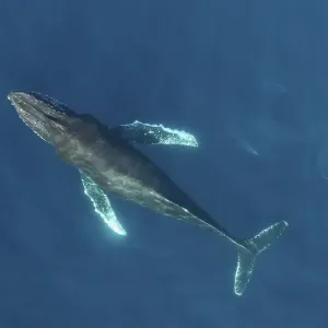 RF Humpback Whale Aerial View Print RF Humpback Whale Aerial View Print