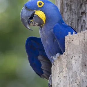 RF- Hyacinth macaw in nest hole Print, Mato Grosso do Sul, Brazil RF- Hyacinth macaw in nest hole Print, Mato Grosso do Sul, Brazil