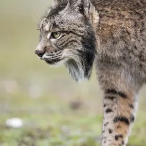 RF - Lince ibérico (Lynx pardinus) caminando, Parque Natural Sierra de Andújar, Andalucía. RF - Lince ibérico (Lynx pardinus) caminando, Parque Natural Sierra de Andújar, Andalucía.