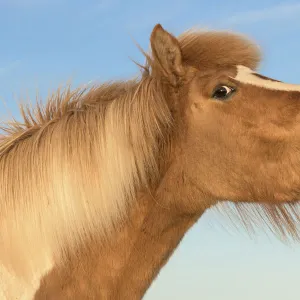 RF- Icelandic horse showing flehmen response, Iceland. July