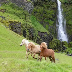 Icelandic Horses Print Icelandic Horses Print