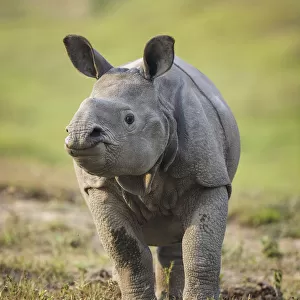 RF- Indian rhinoceros (Rhinoceros unicornis) calf, Kaziranga National Park, Assam, India