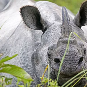 RF - Indian rhinoceros (Rhinoceros unicornis) Kaziranga National Park, Assam, India