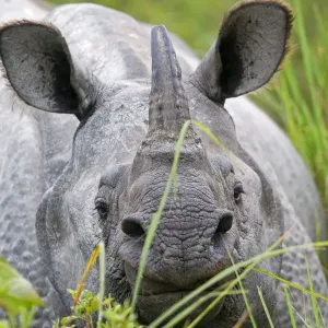 RF Print of an Indian rhinoceros in Kaziranga National Park RF Print of an Indian rhinoceros in Kaziranga National Park