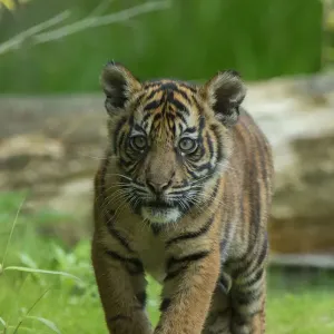 Sumatran Tiger Print, Four-Month-Old Cub Sumatran Tiger Print, Four-Month-Old Cub
