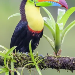 RF - Keel-billed toucan (Ramphastos sulfuratus) perched on branch. Boca Tapada, Costa Rica. (This image may be licensed either as rights managed or royalty free. ) RF - Keel-billed toucan (Ramphastos sulfuratus) perched on branch. Boca Tapada, Costa Rica. (This image may be licensed either as rights managed or royalty free. )