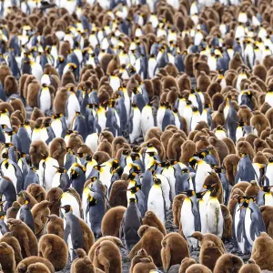 RF - King penguin (Aptenodytes patagonicus) colony with adults and juveniles. Salisbury Plain RF - King penguin (Aptenodytes patagonicus) colony with adults and juveniles. Salisbury Plain